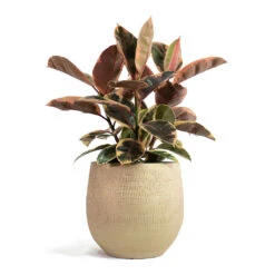 Ryan Plant Pot - Sand Gold -Plants Sale Store Ficus elastica Belize Rubber Plant Ryan Plant Pot Sand Gold 7bef99b7 5b03 435b 8ad8 0b45e4cee94a