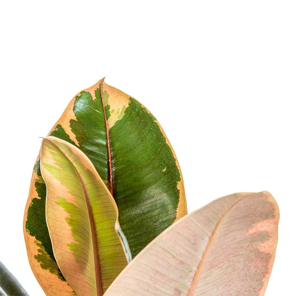 Ficus Elastica Belize - Pink Rubber Plant 7 Ficus Elastica Belize - Pink Rubber Plant - Image 5