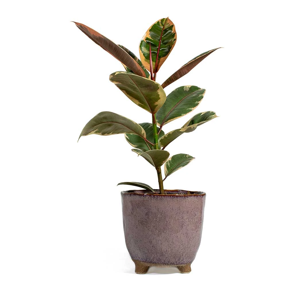 Ficus Elastica Belize - Pink Rubber Plant 10 Ficus Elastica Belize - Pink Rubber Plant - Image 8