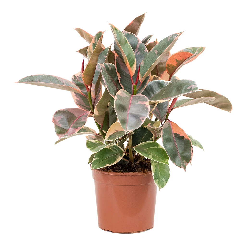 Ficus Elastica Belize - Pink Rubber Plant 14 Ficus Elastica Belize - Pink Rubber Plant - Image 12
