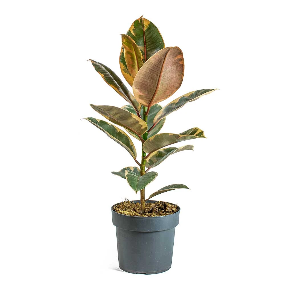 Ficus Elastica Belize - Pink Rubber Plant 8 Ficus Elastica Belize - Pink Rubber Plant - Image 6