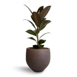 Ficus Elastica Melany - Rubber Plant -Plants Sale Store Ficus elastica Melany Rubber Plant 14x35cm Mini Orb Kevan Plant Pot Ash Brown 18x15cm ccfd83ea 194d 4b5f 95c2 4579e796f75a