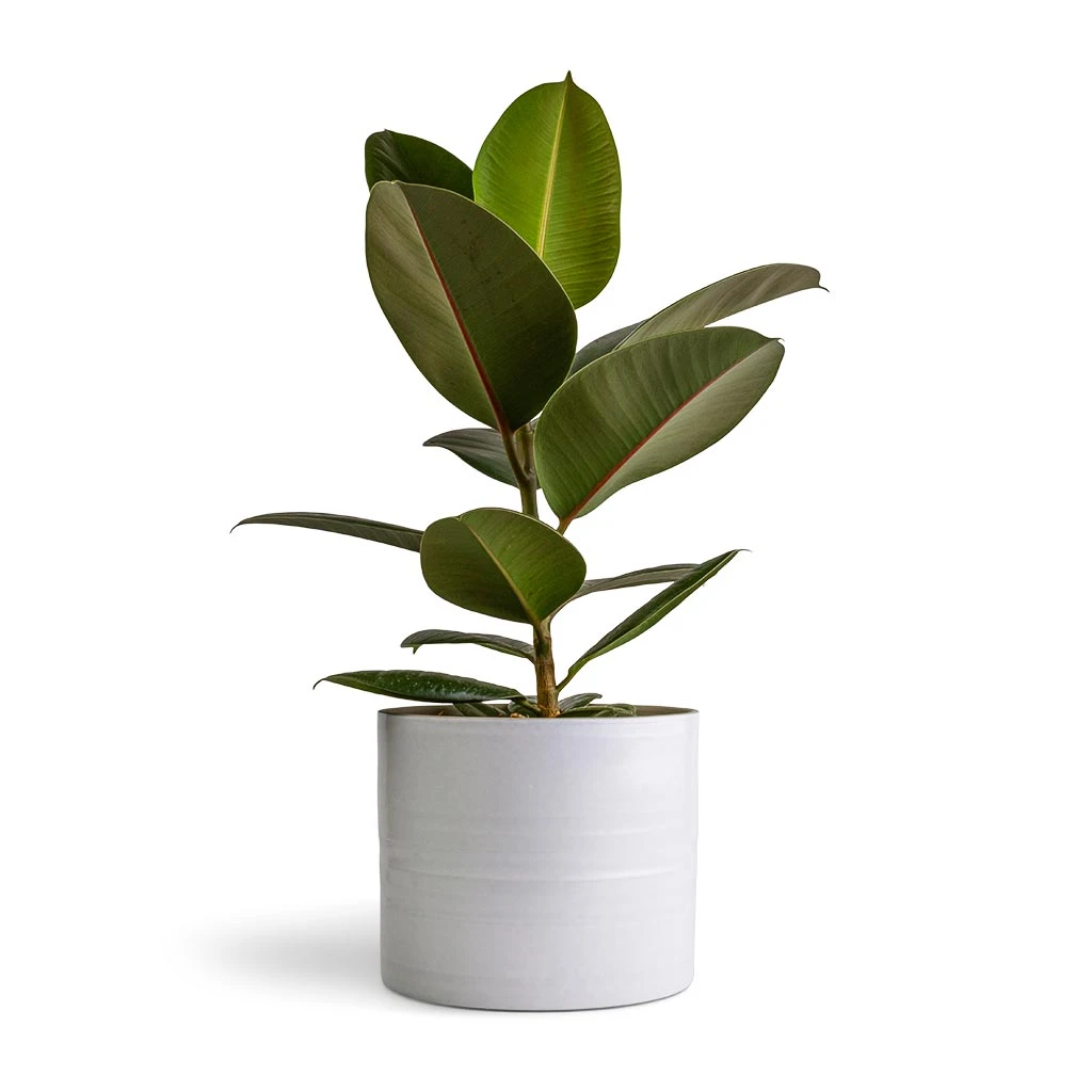Ficus Elastica Robusta - Rubber Plant 6 Ficus Elastica Robusta - Rubber Plant - Image 4