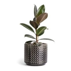 Ficus Elastica Melany - Rubber Plant -Plants Sale Store Ficus elastica Melany Rubber Plant 14x45cm Thies Plant Pot Anthracite 19x17cm