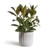 Ficus Elastica Melany - Rubber Plant -Plants Sale Store Ficus elastica Melany Rubber Plant 19x55cm Duncan Plant Pot Cement 23x22cm