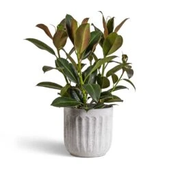Ficus Elastica Melany - Rubber Plant