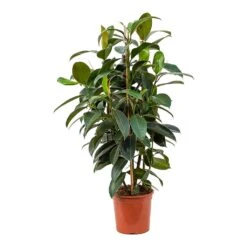 Ficus Elastica Melany - Rubber Plant -Plants Sale Store Ficus elastica Melany Rubber Plant 20x90cm