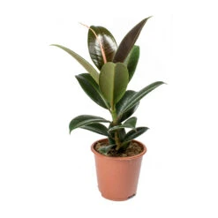 Ficus Elastica Melany - Rubber Plant -Plants Sale Store Ficus elastica Melany Rubber Plant