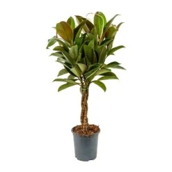 Ficus Elastica Melany - Rubber Plant - Multi Stem -Plants Sale Store Ficus elastica Melany Rubber Plant Braided Stem