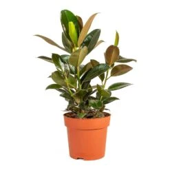 Ficus Elastica Melany - Rubber Plant -Plants Sale Store Ficus elastica Melany Rubber Plant Medium