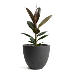Mini Jesslyn Plant Pot - Black Washed -Plants Sale Store Ficus elastica Melany Rubber Plant Mini Jesslyn Plant Pot Black Washed
