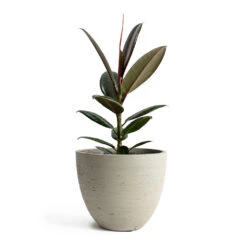 Mini Jesslyn Plant Pot - Grey Washed -Plants Sale Store Ficus elastica Melany Rubber Plant Mini Jesslyn Plant Pot Grey Washed