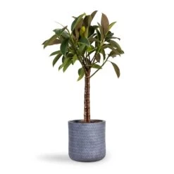Angle Cylinder Plant Pot - Grey -Plants Sale Store Ficus elastica Melany Rubber Plant Multi Stem 21x80cm Angle Cylinder Plant Pot Grey 24x24cm
