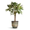 Ficus Elastica Melany - Rubber Plant - Multi Stem -Plants Sale Store Ficus elastica Melany Rubber Plant Multi Stem 21x90cm Aico Plant Pot Shiny Blue 28x25cm 2c07358d 0dff 464c 9ddb 048b1206e2a4