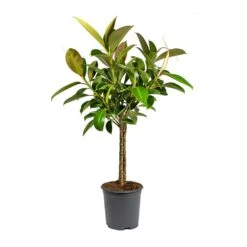 Ficus Elastica Melany - Rubber Plant - Multi Stem -Plants Sale Store Ficus elastica Melany Rubber Plant Multi Stem