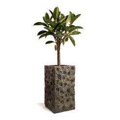 Ficus Elastica Melany - Rubber Plant - Multi Stem -Plants Sale Store Ficus elastica Melany Rubber Plant Multi Stem Luxe Lite Moon Square Planter Bronze 135692df b6c8 41c7 a0b0 a19c32a2c0a4