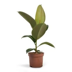 Ficus Elastica Robusta - Rubber Plant 24 Ficus Elastica Robusta - Rubber Plant -Plants Sale Store Ficus elastica Robusta Rubber Plant 12x35cm