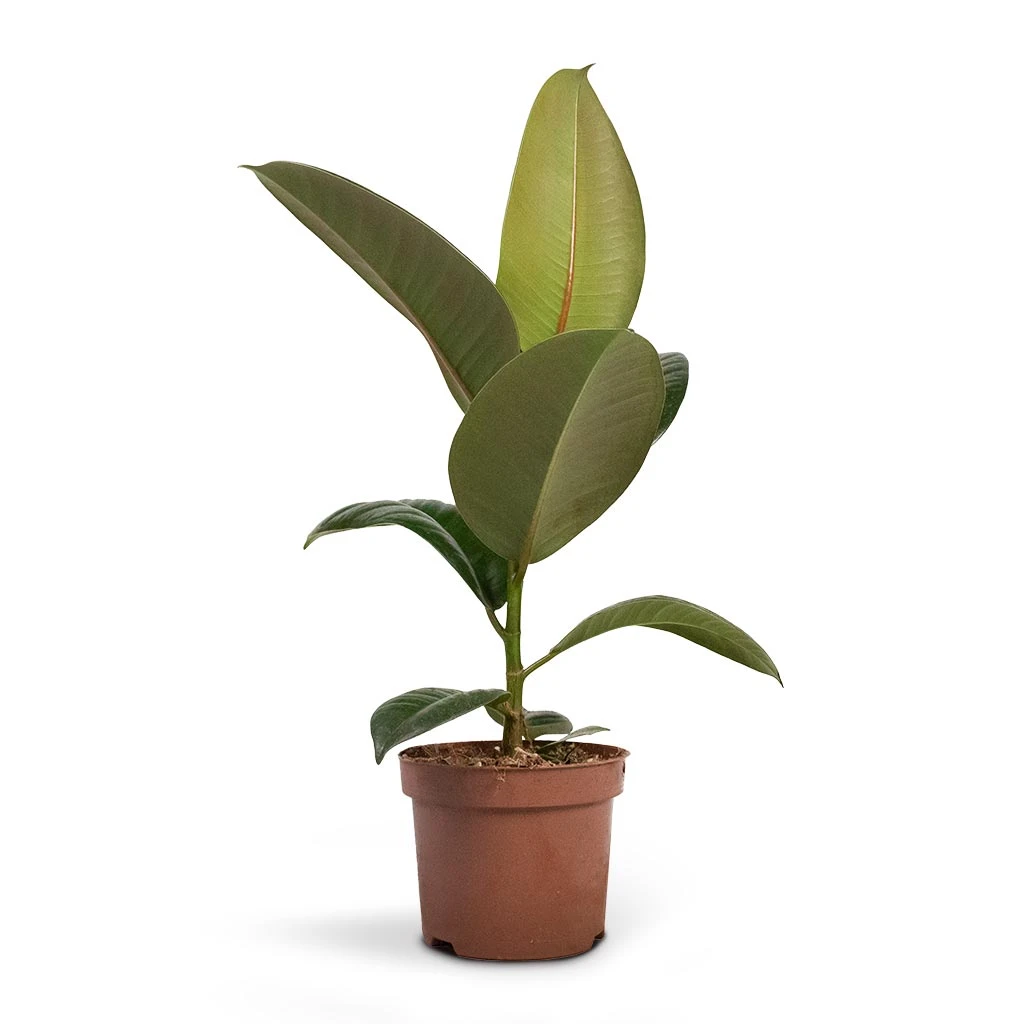 Ficus Elastica Robusta - Rubber Plant 5 Ficus Elastica Robusta - Rubber Plant - Image 3