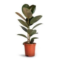 Ficus Elastica Robusta - Rubber Plant 26 Ficus Elastica Robusta - Rubber Plant -Plants Sale Store Ficus elastica Robusta Rubber Plant 17x50cm