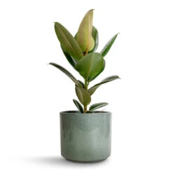 Ficus Elastica Robusta - Rubber Plant 27 Ficus Elastica Robusta - Rubber Plant -Plants Sale Store Ficus elastica Robusta Rubber Plant 17x50cm Remmi Glaze Plant Pot Green 20x20cm 87602c68 0857 46c4 8e26 437391e71d06