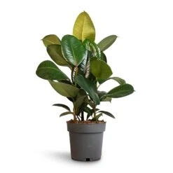 Ficus Elastica Robusta - Rubber Plant 28 Ficus Elastica Robusta - Rubber Plant -Plants Sale Store Ficus elastica Robusta Rubber Plant 19x70cm