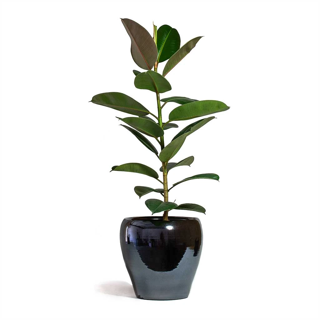 Ficus Elastica Robusta - Rubber Plant 10 Ficus Elastica Robusta - Rubber Plant - Image 8