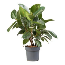 Ficus Elastica Robusta - Rubber Plant 35 Ficus Elastica Robusta - Rubber Plant -Plants Sale Store Ficus elastica Robusta Rubber Plant 21x70cm 2