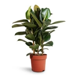 Ficus Elastica Robusta - Rubber Plant 32 Ficus Elastica Robusta - Rubber Plant -Plants Sale Store Ficus elastica Robusta Rubber Plant 24x90cm