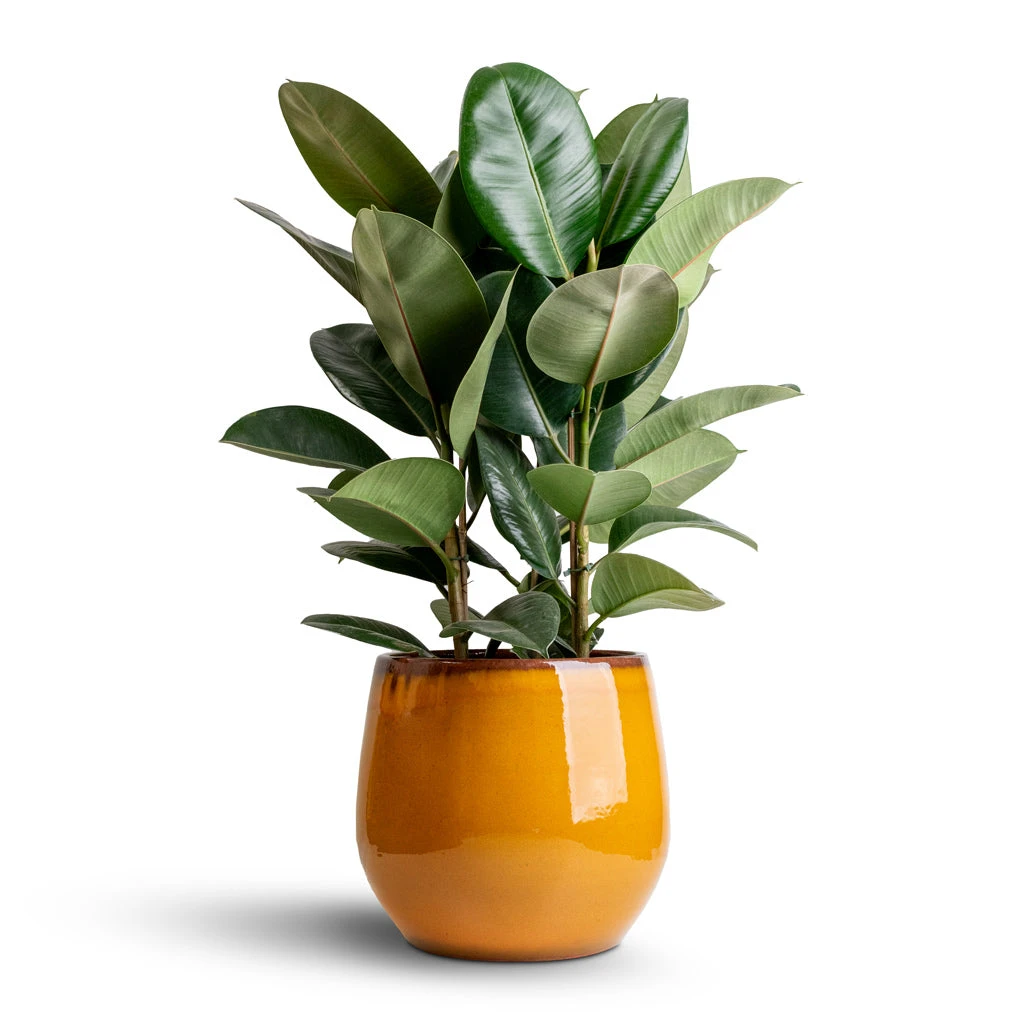 Ficus Elastica Robusta - Rubber Plant 14 Ficus Elastica Robusta - Rubber Plant - Image 12