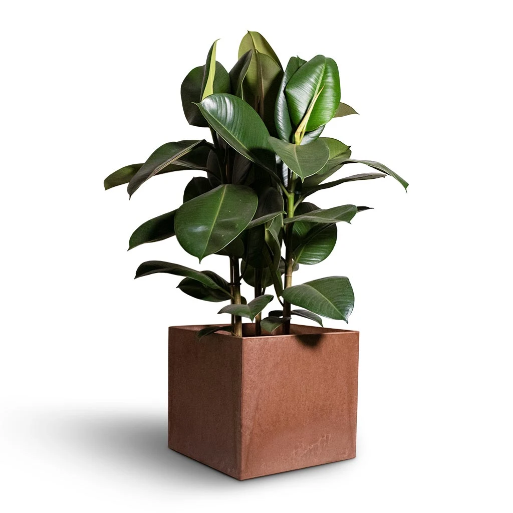 Ficus Elastica Robusta - Rubber Plant 15 Ficus Elastica Robusta - Rubber Plant - Image 13