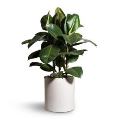 Ficus Elastica Robusta - Rubber Plant 30 Ficus Elastica Robusta - Rubber Plant -Plants Sale Store Ficus elastica Robusta Rubber Plant 24x90cm Max Refined Planter Natural White 29x29.5cm 2