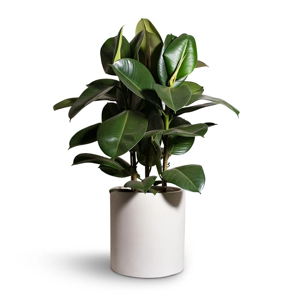 Ficus Elastica Robusta - Rubber Plant 11 Ficus Elastica Robusta - Rubber Plant - Image 9