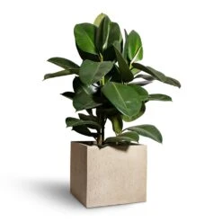 Raindrop Cube Planter - Stone -Plants Sale Store Ficus elastica Robusta Rubber Plant 24x90cm Raindrop Cube Planter Stone 30x30x27cm 2 c084050f 2079 4424 81d7 1eaa0e84923c