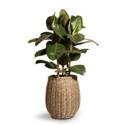 Ficus Elastica Robusta - Rubber Plant 31 Ficus Elastica Robusta - Rubber Plant -Plants Sale Store Ficus elastica Robusta Rubber Plant 24x90cm Siona Wikr Plant Baskets Set3 Natural
