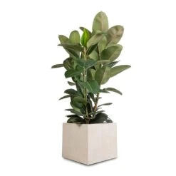 Raindrop Cube Planter - Stone -Plants Sale Store Ficus elastica Robusta Rubber Plant 30x110cm Raindrop Cube Planter Stone 40x40x36cm