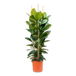 Ficus Elastica Robusta - Rubber Plant 39 Ficus Elastica Robusta - Rubber Plant -Plants Sale Store Ficus elastica Robusta Rubber Plant 35x160cm