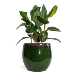 Charlotte Plant Pot - Green -Plants Sale Store Ficus elastica Robusta Rubber Plant Charlotte Plant Pot Green bc0354ca 43da 4dc4 93bd a9e07f203a5d