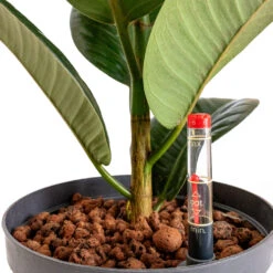 Ficus Elastica Robusta - Rubber Plant - HydroCare -Plants Sale Store Ficus elastica Robusta Rubber Plant HydroCare 18 19x80cm 1 stem