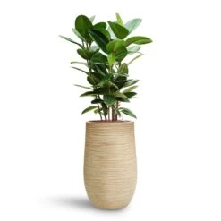 Ficus Elastica Robusta - Rubber Plant - HydroCare -Plants Sale Store Ficus elastica Robusta Rubber Plant HydroCare Dune Partner Planter Oat