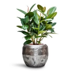 Ficus Elastica Robusta - Rubber Plant - HydroCare -Plants Sale Store Ficus elastica Robusta Rubber Plant HydroCare Opus Raw Couple Planter Silver