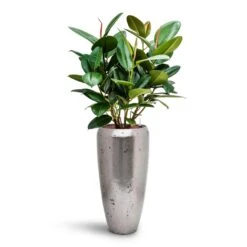 Opus Raw Partner Planter - Silver -Plants Sale Store Ficus elastica Robusta Rubber Plant HydroCare Opus Raw Partner Planter Silver 2e0ba180 fea9 4643 aee5 8288dc411343