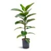 Ficus Elastica Robusta - Rubber Plant - HydroCare -Plants Sale Store Ficus elastica Robusta Rubber Plant Hydroculture 18 19x100cm 1stem