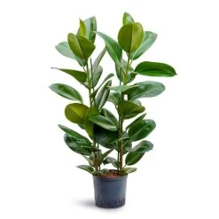 Ficus Elastica Robusta - Rubber Plant - HydroCare -Plants Sale Store Ficus elastica Robusta Rubber Plant Hydroculture 22 19x100cm 2stem
