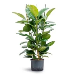 Ficus Elastica Robusta - Rubber Plant - HydroCare -Plants Sale Store Ficus elastica Robusta Rubber Plant Hydroculture 25 19x120cm 3stem