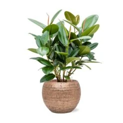 Ficus Elastica Robusta - Rubber Plant - HydroCare -Plants Sale Store Ficus elastica Robusta Rubber Plant Hydroculture Opus Hammered Globe Planter Gold