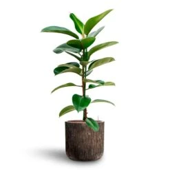 Ficus Elastica Robusta - Rubber Plant - HydroCare -Plants Sale Store Ficus elastica Robusta Rubber Plant HydrocultureLuxe Lite Waterfall Cylinder Planter Bronze