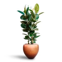 Ficus Elastica Robusta - Rubber Plant - HydroCare -Plants Sale Store Ficus elastica Robusta Rubber Plant HydrocultureMetallic Couple Plant Pot Matt Copper