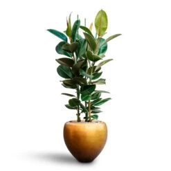 Ficus Elastica Robusta - Rubber Plant - HydroCare -Plants Sale Store Ficus elastica Robusta Rubber Plant HydrocultureMetallic Couple Plant Pot Matt Honey