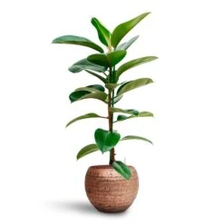 Ficus Elastica Robusta - Rubber Plant - HydroCare -Plants Sale Store Ficus elastica Robusta Rubber Plant HydrocultureOpus Hammered Globe Planter Gold