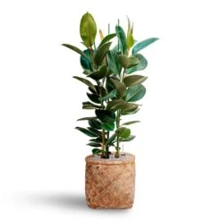 Zayn Bamboo Planter 35 Zayn Bamboo Planter -Plants Sale Store Ficus elastica Robusta Rubber Plant HydrocultureZayn Bamboo Planter cb79fe29 2419 4f46 aac1 ad88354c0747